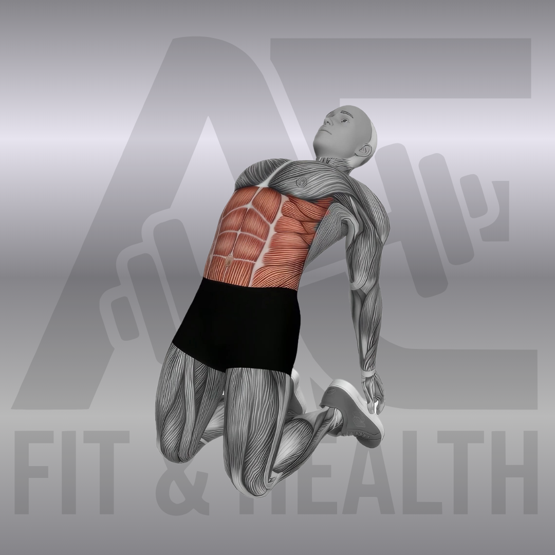 Backward Abdominal Stretch (Kamel-Stretch) – Anatomische Darstellung einer Person im Knien, die sich nach hinten lehnt und die Fersen greift, um die Bauchmuskeln maximal zu dehnen.