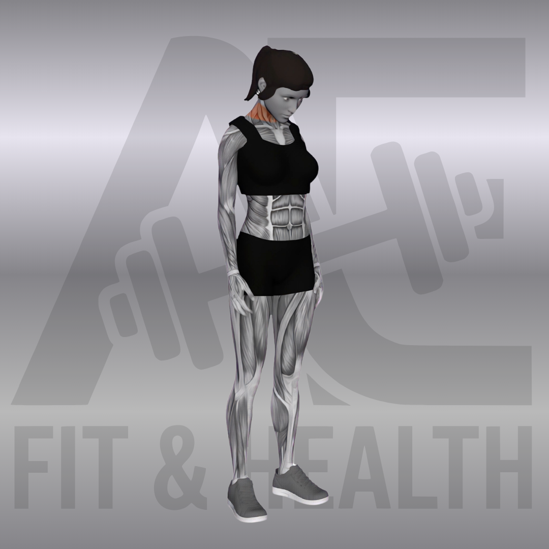 Nacken-Stretch (Backward Forward Turn to Side Neck Stretch) – Anatomische Darstellung einer Frau im Stand, die ihren Kopf kontrolliert nach vorne neigt, um die Nackenmuskulatur zu dehnen.
