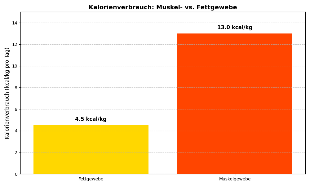 Warum Krafttraining beim Abnehmen entscheidend ist!