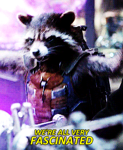 rocket from Guardians of the Galaxy saying "We're all very fascinated"