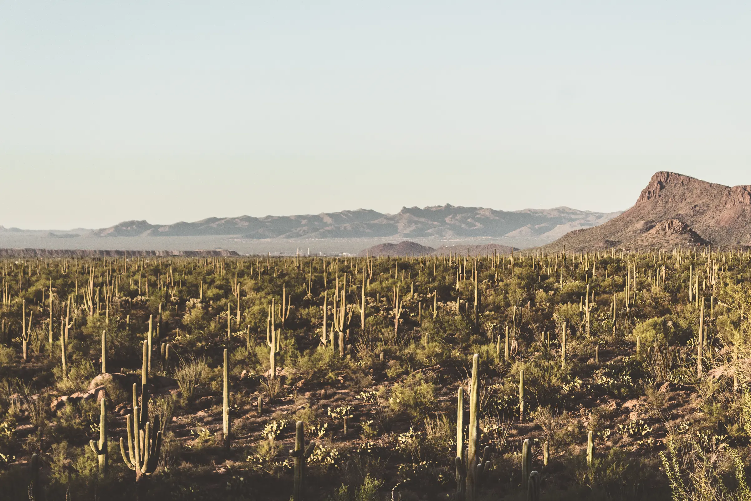 saguaro-11