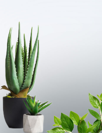Jardinería