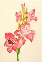 Pink Gladiolas