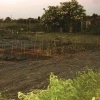 my first allotment plot at the start of working it