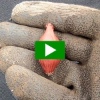 How To Plant Onion Sets