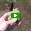 How To Plant Potatoes