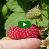 Allotment Tour, June 2022