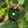 How To Grow Boysenberries