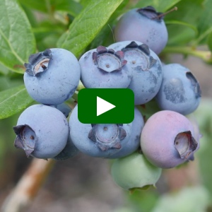 How To Grow Blueberries