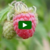 How To Grow Raspberries