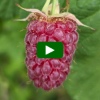How To Grow Tayberries