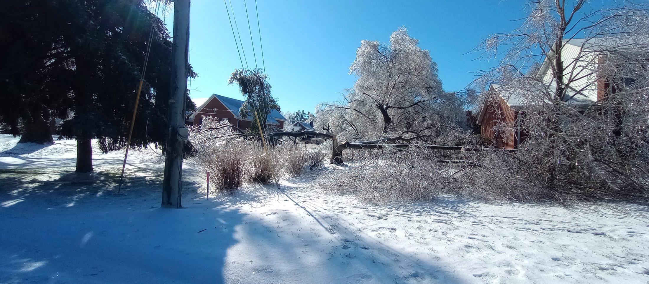Tree service job photo