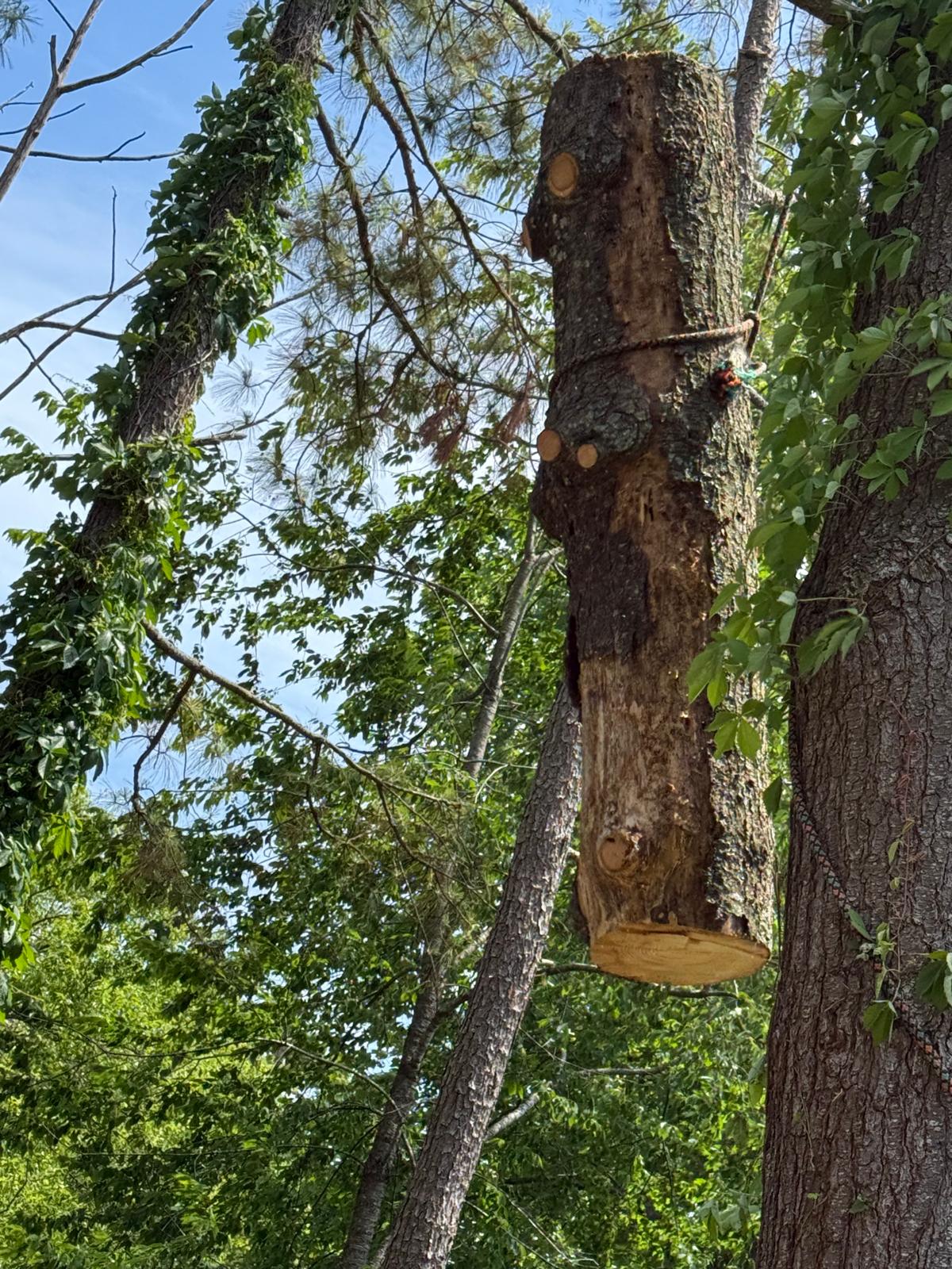 Tree service job photo