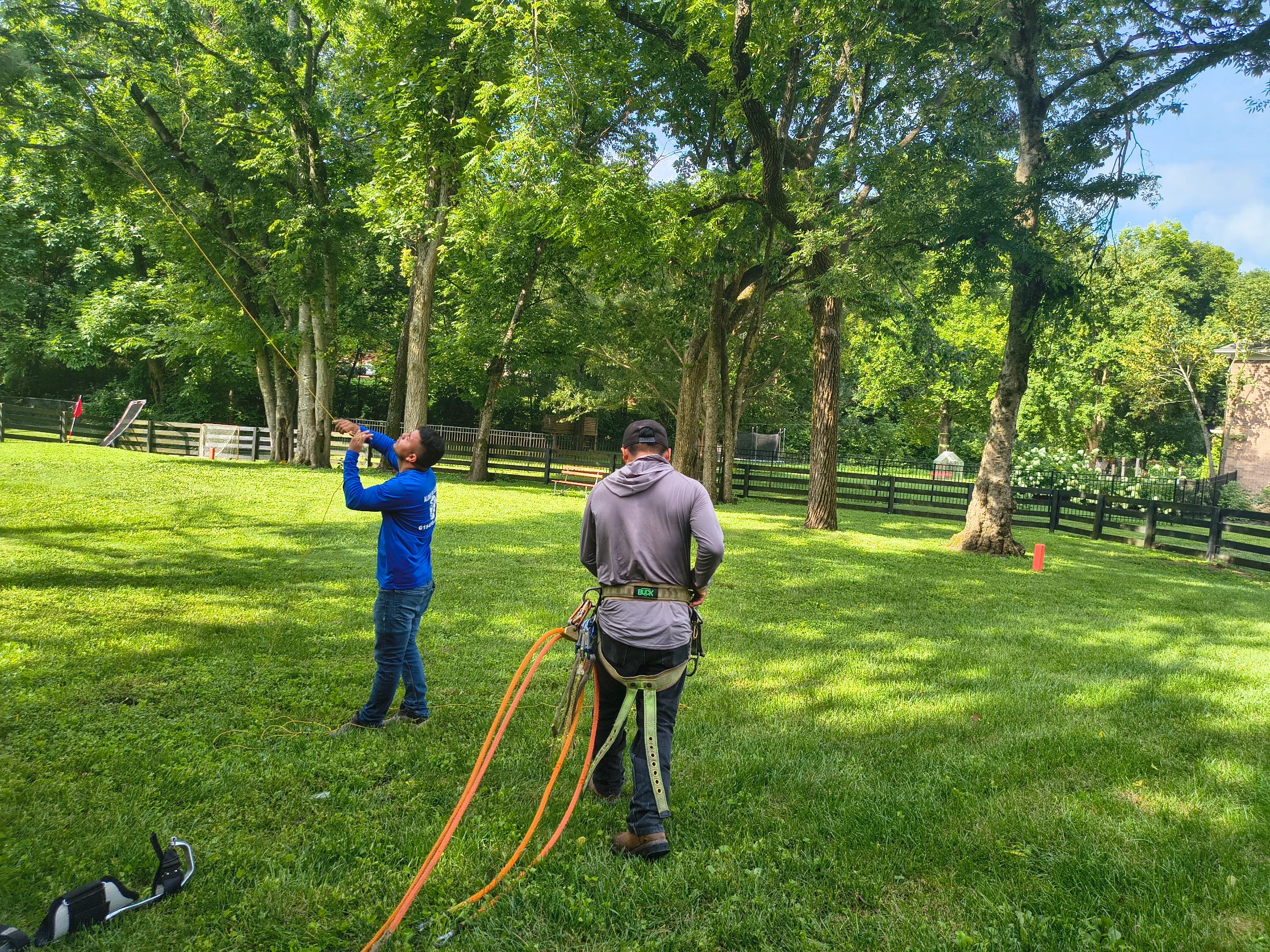 Alonso Tree Service crew on a job site