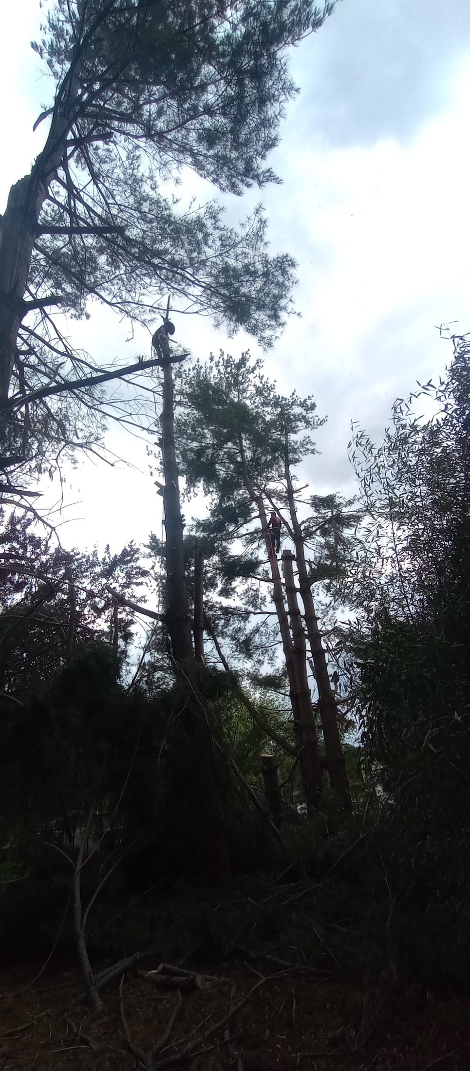Tree service job photo