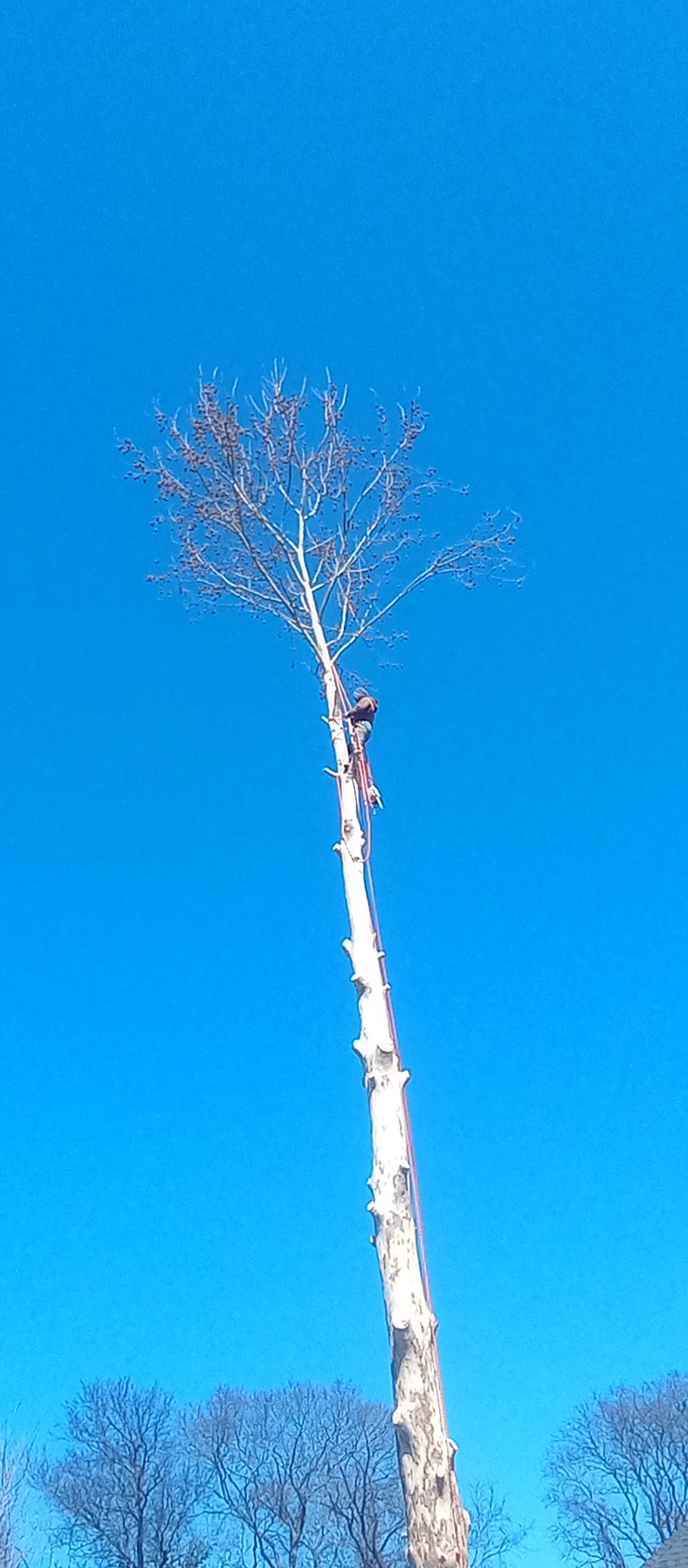 Tree service job photo