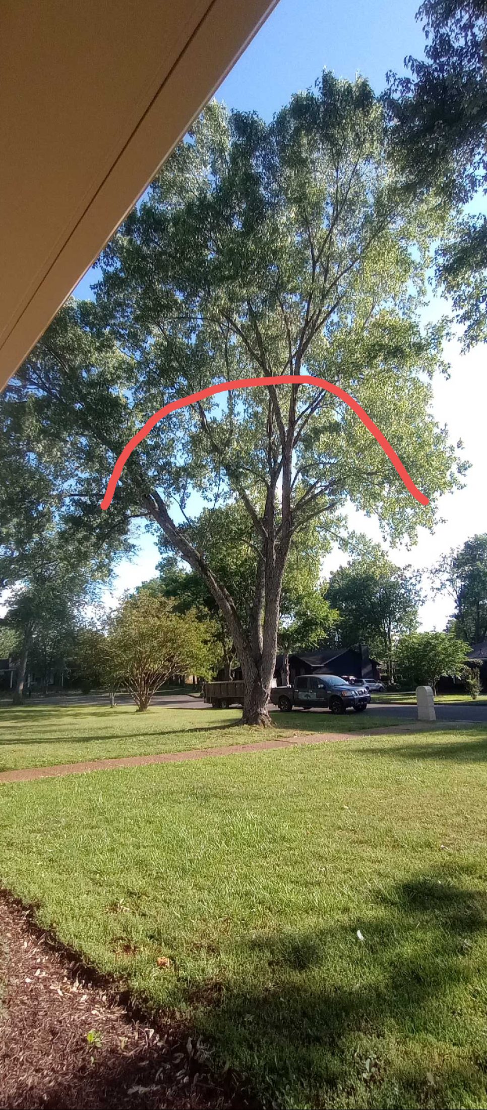 Tree service job photo
