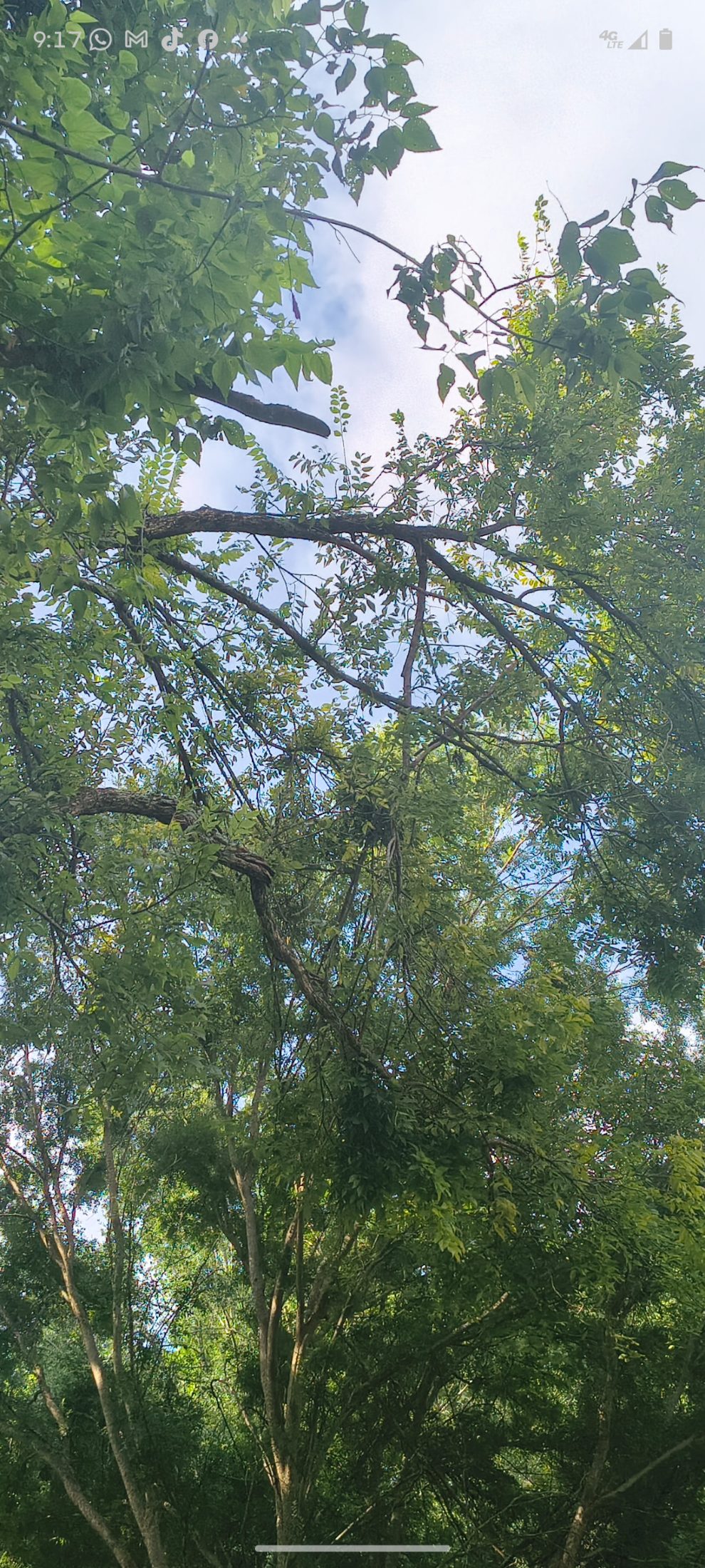 Tree service job photo