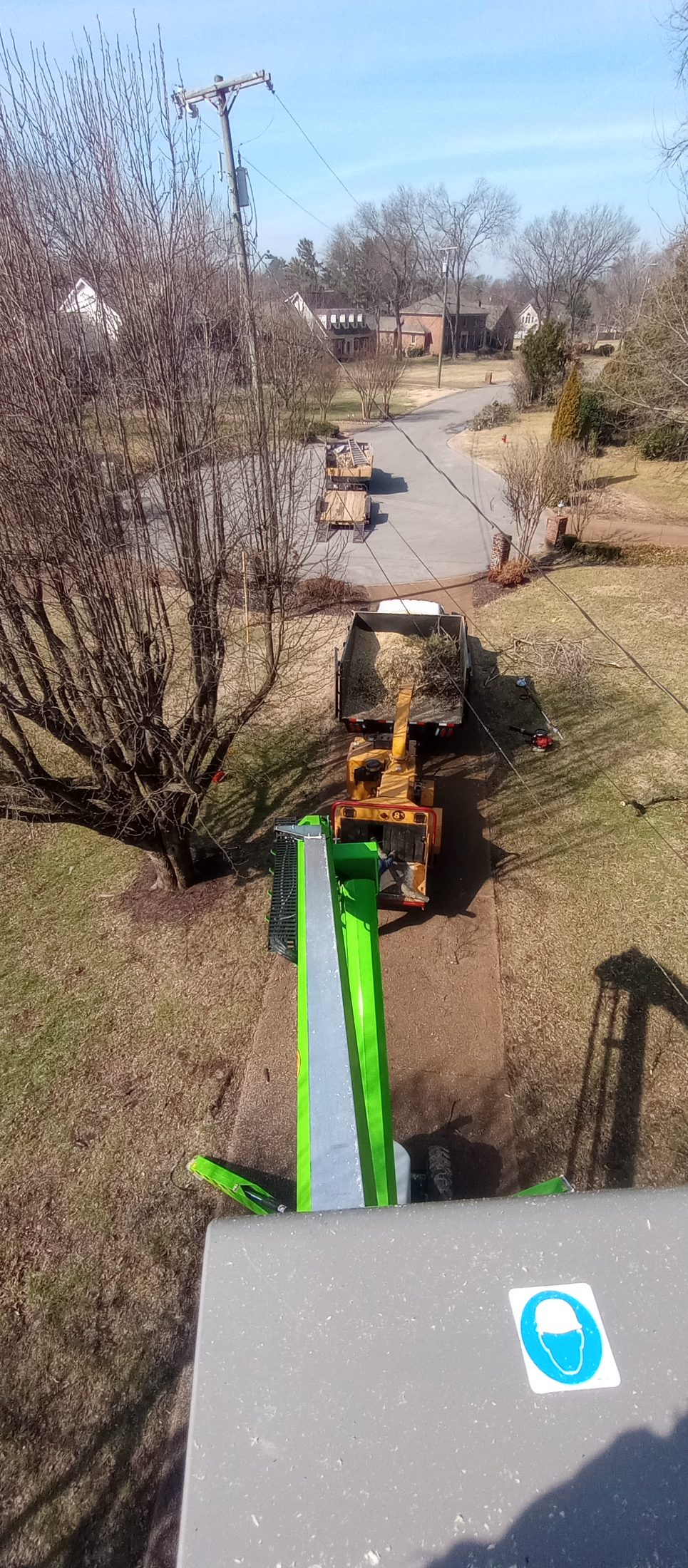 Removal of a large tree