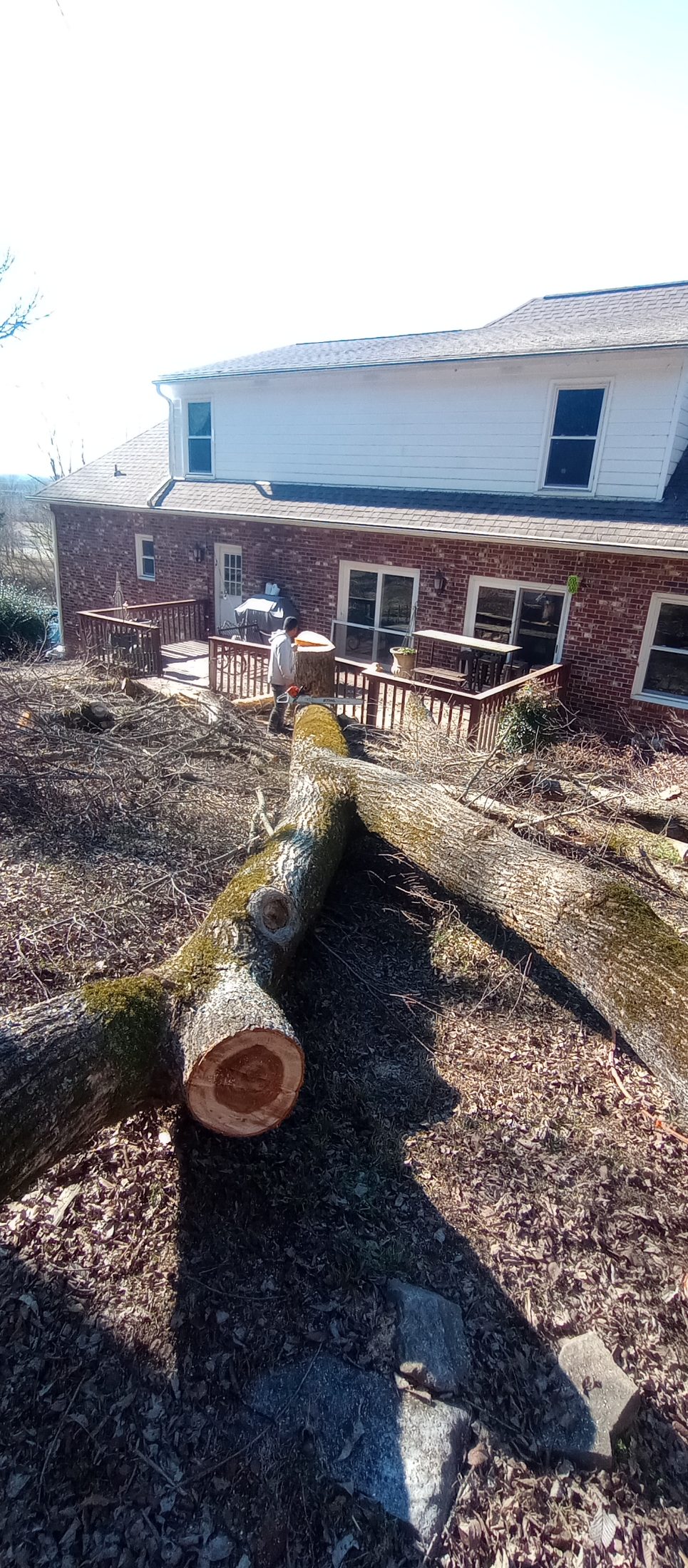 Removal of a large tree