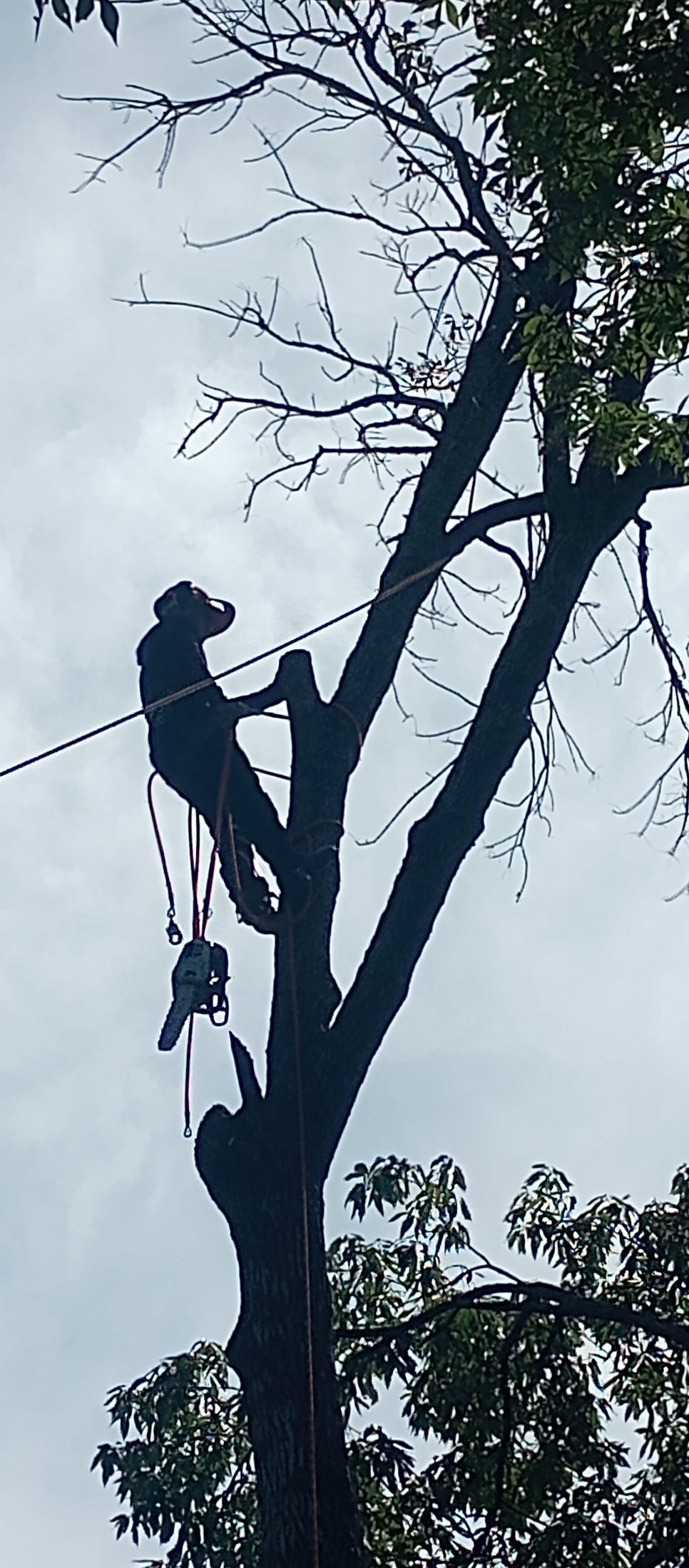 Tree service job photo