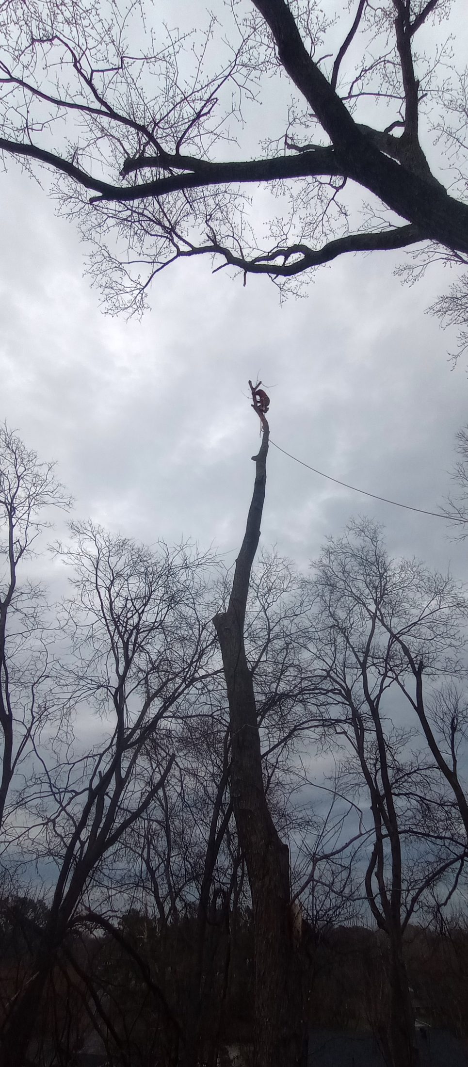 Tree service job photo