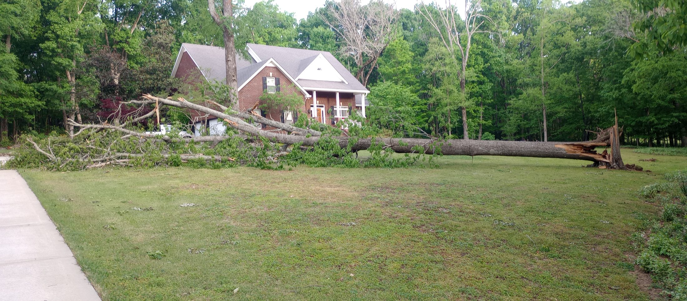 Tree service job photo