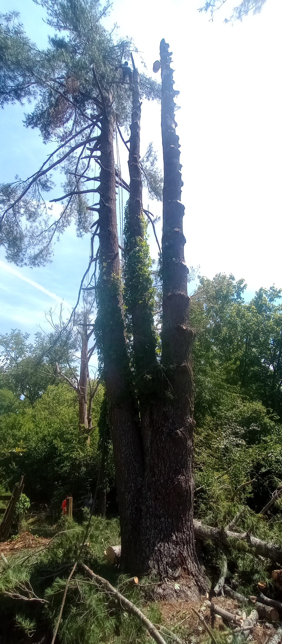 Tree service job photo
