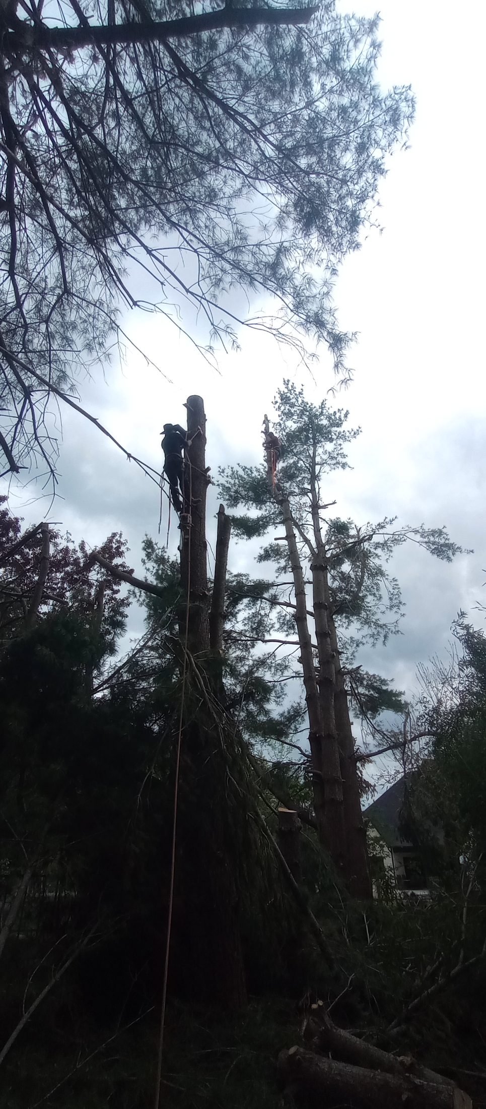 Tree service job photo