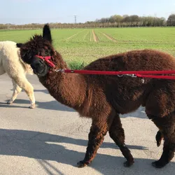 Alpaka an der Leine bei einer Wanderung