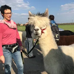 Alpaka an der Leine einer Teilnehmerin