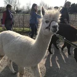 Alpaka an der Leine in einer Gruppe