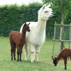 Alpaka mit Jungtier und Fohlen