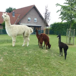 Alpakahengst mit drei kleinen Fohlen