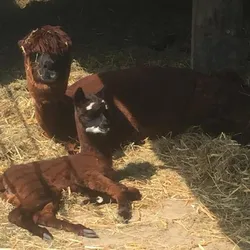 Alpakamutter liegt mit ihrem Fohlen