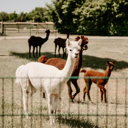 Alpakas auf der Weide