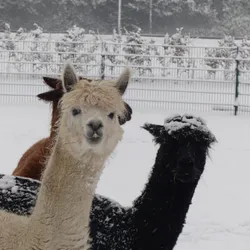 Alpakas im Schnee