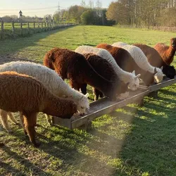 Eine Gruppe Alpakas an einem Futtertrog