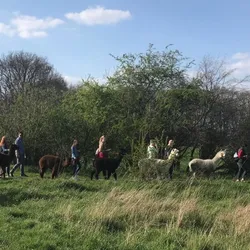 Gruppe Alpakawanderung im Feld
