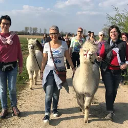 Gruppe Alpakawanderung von vorne
