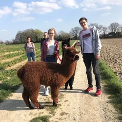 Gruppe Alpakawanderung