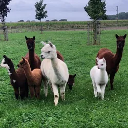 Gruppe von Alpakas 1