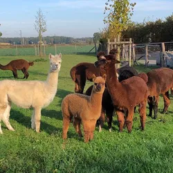 Gruppe von Alpakas 3