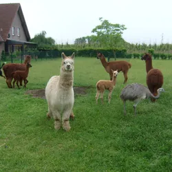 Gruppe von Alpakas 4