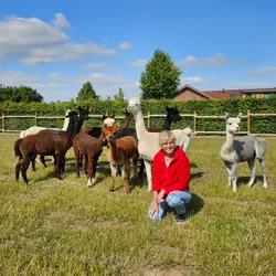 Heike mit Alpakas