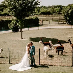 Hochzeitspaar Vogelperspektive vor Alpakaweide