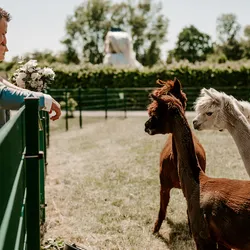 Hochzeitspaar am Zaun der Weide