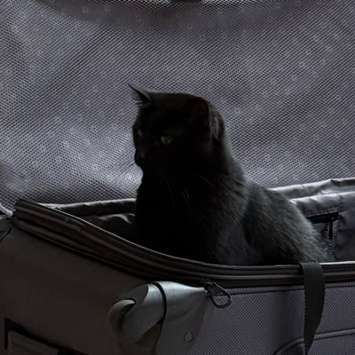 galacticat