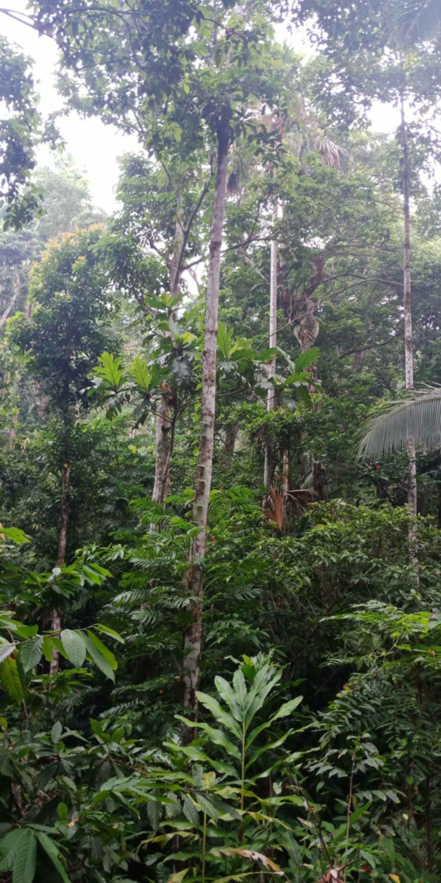 14-hectares in Jovellar, Albay — Philippines