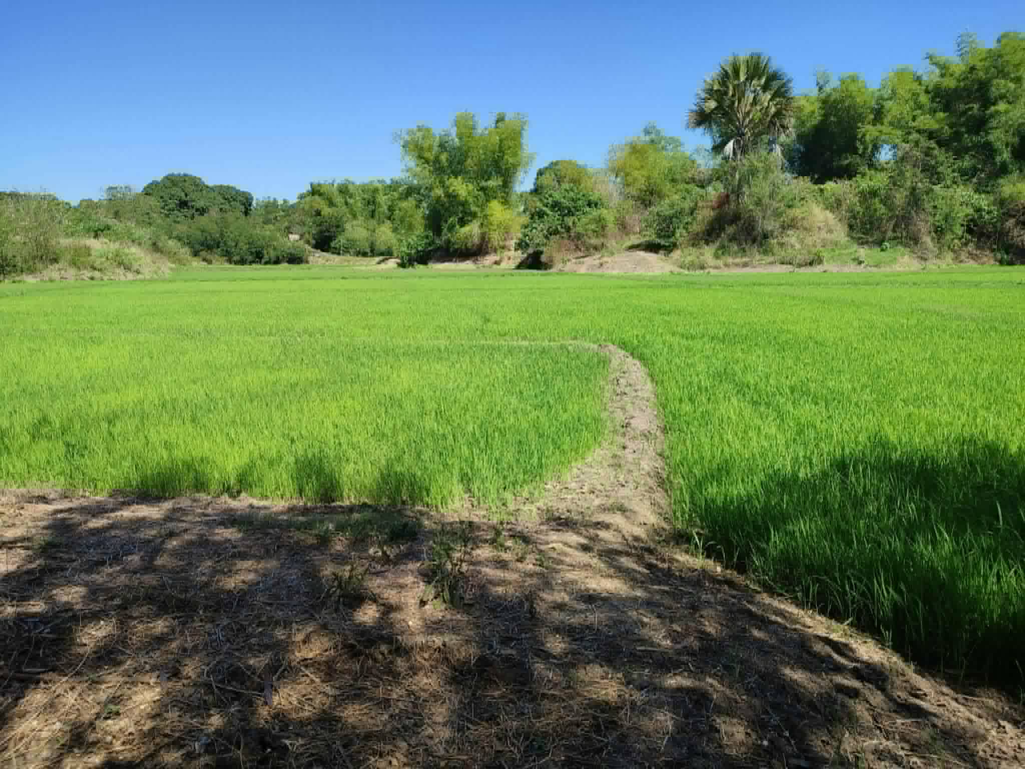 5 Hectares Land for Sale – Cuyapo, Nueva Ecija in Philippines, 
